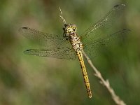 Steenrode heidelibel 04 : Sympetrum vulgatum, Steenrode heidelibel, female