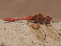 Steenrode heidelibel-M- #10 : Steenrode heidelibel, Vagrant Darter, Sympetrum vulgatum, male