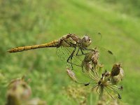 Steenrode heidelibel N0820 : Sympetrum vulgatum, Steenrode heidelibel