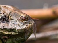 Sympetrum vulgatum 23, Steenrode heidelibel-5, Saxifraga-Rudmer Zwerver