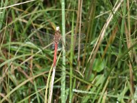 Sympetrum vulgatum 24, Steenrode heidelibel, Saxifraga-Rutger Barendse