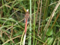 Sympetrum vulgatum 25, Steenrode heidelibel, Saxifraga-Rutger Barendse