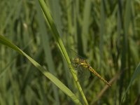 Sympetrum vulgatum 27, Steenrode heidelibel, female, Saxifraga-Jan van der Straaten