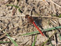 Sympetrum vulgatum 29, Steenrode heidelibel, Saxifraga-Bart Vastenhouw