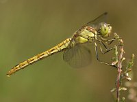 Steenrode heidelibel 06 : Sympetrum vulgatum, Steenrode heidelibel, female