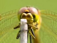 Sympetrum Dragonfly Resting  Vagrant Darter Dragonfly (Sympetrum vulgatum) resting on a Twing with Bright Green Background : Netherlands, Sympetrum, Sympetrum vulgatum, Vagrant Darter, animal, antenna, attractive, background, beautiful, beauty, bright, brown, close, closeup, color, dragonfly, environment, europe, european, flap, flight, flower, fly, garden, green, head, insect, light, macro, may, nature, open, ornamental, over, pattern, petals, plant, summer, wildlife