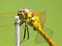 Sympetrum Dragonfly Resting  Vagrant Darter Dragonfly (Sympetrum vulgatum) resting on a Twing with Bright Green Background : Netherlands, Sympetrum, Sympetrum vulgatum, Vagrant Darter, animal, antenna, attractive, background, beautiful, beauty, bright, brown, close, closeup, color, dragonfly, environment, europe, european, flap, flight, flower, fly, garden, green, head, insect, light, macro, may, nature, open, ornamental, over, pattern, petals, plant, summer, wildlife