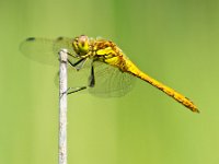 Sympetrum Dragonfly Resting  Vagrant Darter Dragonfly (Sympetrum vulgatum) resting on a Twing with Bright Green Background : Netherlands, Sympetrum, Sympetrum vulgatum, Vagrant Darter, animal, antenna, attractive, background, beautiful, beauty, bright, brown, close, closeup, color, dragonfly, environment, europe, european, flap, flight, flower, fly, garden, green, head, insect, light, macro, may, nature, open, ornamental, over, pattern, petals, plant, summer, wildlife