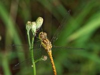 Sympetrum vulgatum 33, Steenrode heidelibel, Saxifraga-Hans Dekker