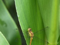 Sympetrum vulgatum 34, Steenrode heidelibel, Saxifraga-Hans Dekker