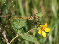 Sympetrum vulgatum 35, Steenrode Heidelibel, Saxifraga-Henk Baptist