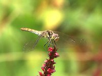 Sympetrum vulgatum 36, Steenrode Heidelibel, Saxifraga-Henk Baptist