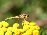 Sympetrum vulgatum 37, Steenrode Heidelibel, Saxifraga-Henk Baptist