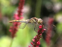 Sympetrum vulgatum 38, Steenrode Heidelibel, Saxifraga-Henk Baptist