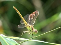 Sympetrum vulgatum 39, Steenrode Heidelibel, Saxifraga-Henk Baptist