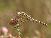 Steenrode heidelibel 07 : Sympetrum vulgatum, Steenrode heidelibel, female aging