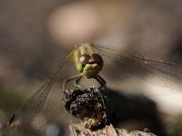 Sympetrum vulgatum 47, Steenrode heidelibel, Saxifraga-Luuk Vermeer