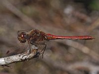 Steenrode heidelibel-M- #09 : Sympetrum vulgatum, Steenrode heidelibel, adult male