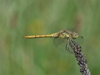 Sympetrum vulgatum 52, Steenrode heidelibel, Saxifraga-Luuk Vermeer