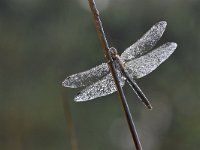 Sympetrum vulgatum 58, Steenrode heidelibel, Saxifraga-Luuk Vermeer