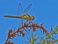 Steenrode heidelibel-V- #08 : Sympetrum vulgatum, Steenrode heidelibel, female