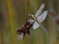 Sympetrum vulgatum 61, Steenrode heidelibel, Saxifraga-Luuk Vermeer