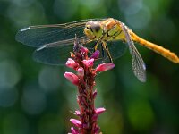 Sympetrum vulgatum 63, Steenrode heidelibel, Saxifraga-Tom Heijnen