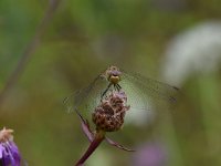 Sympetrum vulgatum 69, Steenrode heidelibel, Saxifraga-Luuk Vermeer