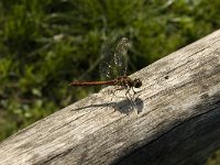 Sympetrum vulgatum 7, Steenrode heidelibel, male, Saxifraga-Jan van der Straaten