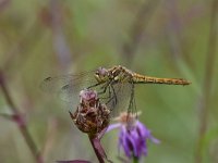 Sympetrum vulgatum 70, Steenrode heidelibel, Saxifraga-Luuk Vermeer