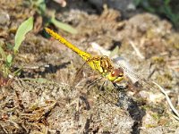 Sympetrum vulgatum 71, Steenrode heidelibel, Saxifraga-Ben Delbaere