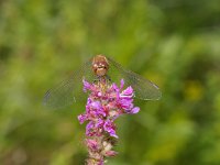 Sympetrum vulgatum 8, Steenrode heidelibel, male, Saxifraga-Kees Marijnissen