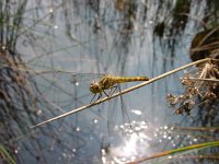 Sympetrum vulgatum 9, Steenrode heidelibel, Saxifraga-Willem Jan Hoeffnagel