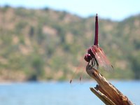 Trithemis annulata 1, Purperlibel, Saxifraga-Mark Zekhuis