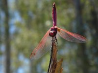 Trithemis annulata 2, Purperlibel, Saxifraga-Mark Zekhuis