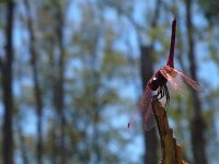 Trithemis annulata 3, Purperlibel, Saxifraga-Mark Zekhuis