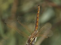 Trithemis annulata 4, Purperlibel, Saxifraga-Rob Felix : Animalia, Arthropoda, Insecta, Odonata, animal, arthropod, dargonfly, dier, dieren, geleedpotige, geleedpotigen, insect, insecten, juffer, libel, libellen