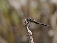 Trithemis arteriosa