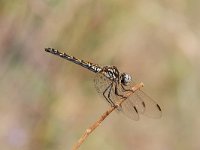 Trithemis arteriosa 2, Saxifraga-Dirk Hilbers