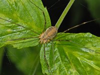 Opilio canestrinii 2, female, Rode hooiwagen, Saxifraga-Ab H Baas