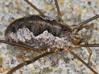 Phalangium opilio 9, female, Gewone hooiwagen, Saxifraga-Ab H Baas