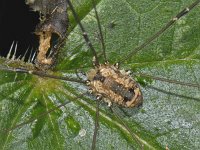 Leiobunum rotundum 3, female, Saxifraga-Ab H Baas