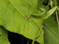 Opilio canestrinii 6, Rode hooiwagen, Saxifraga-Tom Heijnen