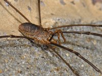 Phalangium opilio 2, male, Gewone hooiwagen, Saxifraga-Ab H Baas