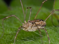 Rilaena triangularis 4, Voorjaarshooiwagen, Saxifraga-Ab H Baas