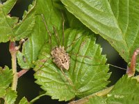 Rilaena triangularis 8, Voorjaarshooiwagen, Saxifraga-Ab H Baas