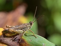 Chorthippus biguttulus 15, Ratelaar, Saxifraga-Tom Heijnen