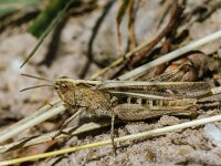 Chorthippus biguttulus 16, Ratelaar, Saxifraga-Bart Heijne : 2024, Acrididae, Chorthippus biguttulus-groep, Ede, Edesche heide, Orthoptera, augustus, insect, ratelaar, veldsprinkhaan, zomer
