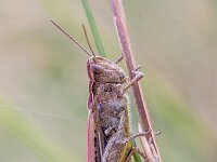 Chorthippus biguttulus 19, Ratelaar, Saxifraga-Bart Heijne : 2021, Chorthippus biguttulus, Orthoptera, Weerribben, Woldlakebos, augustus, insect, ratelaar, sprinkhaan, zomer