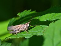 Chorthippus brunneus 10, Bruine sprinkhaan, Saxifraga-Tom Heijnen